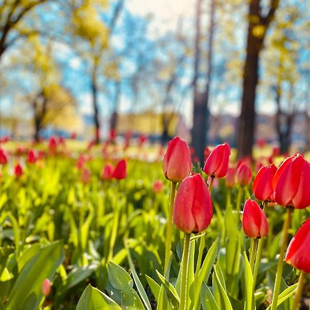 Schoene Aussichten Mitten In Berlin - Il Sole Bagian luar foto
