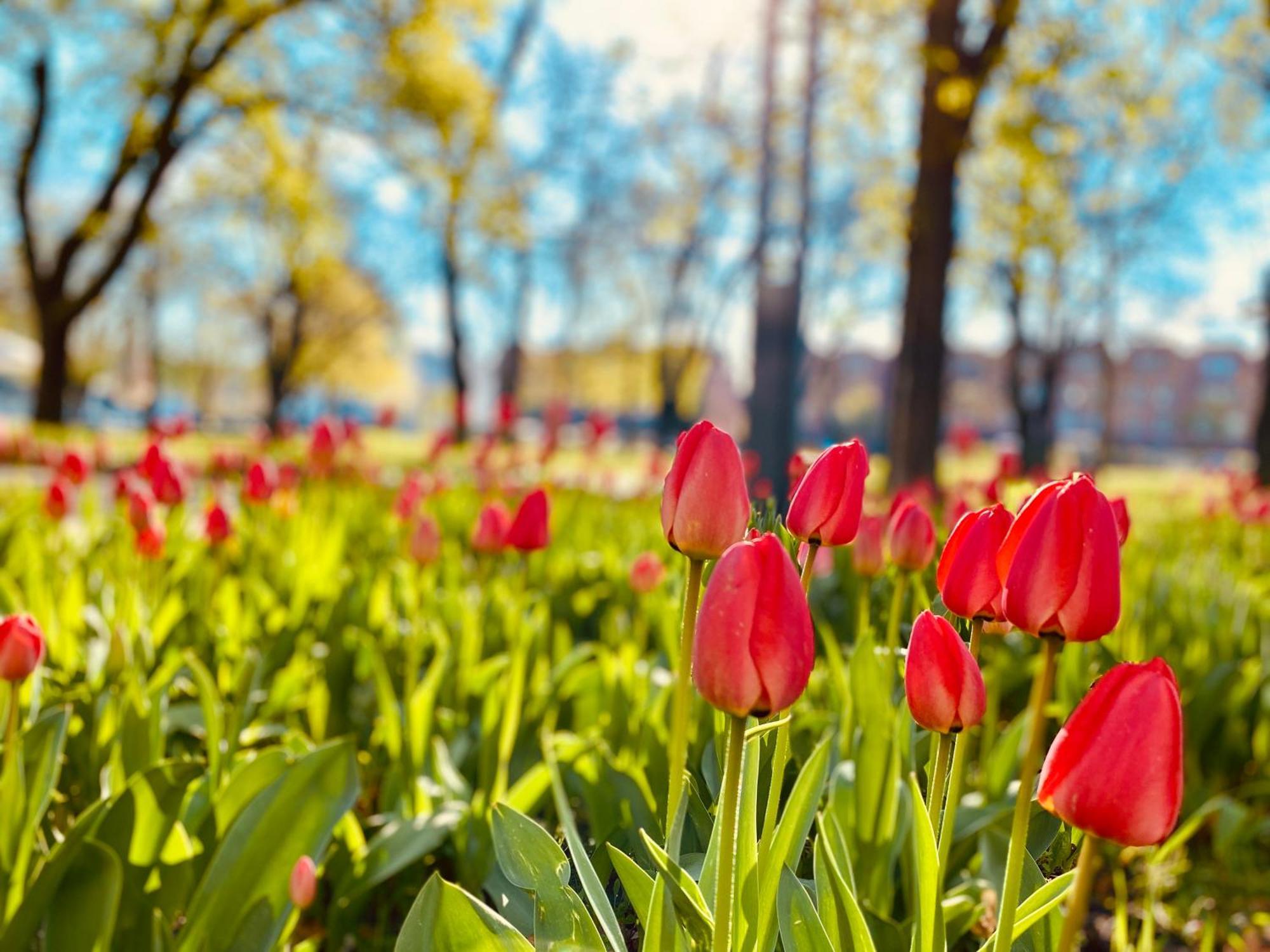 Schoene Aussichten Mitten In Berlin - Il Sole Bagian luar foto