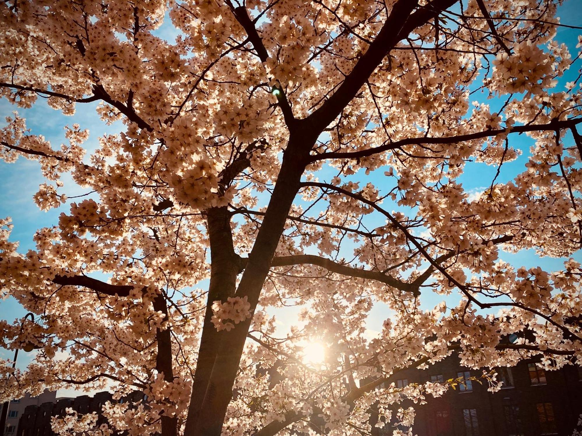 Schoene Aussichten Mitten In Berlin - Il Sole Bagian luar foto